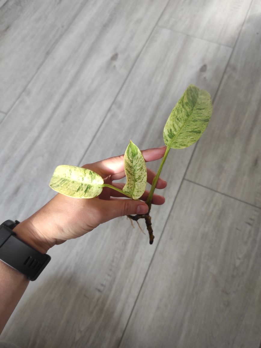 Rośliny doniczkowe,monstery, epipremnum,syngonium