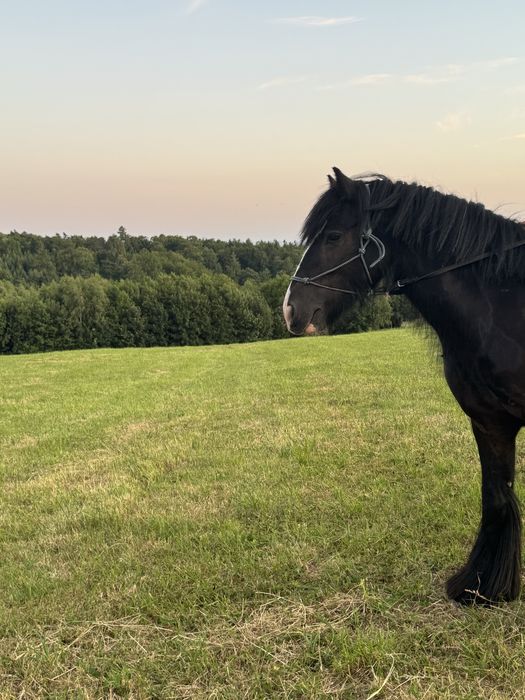 Na sprzedaż - 4-letni wałach rasy Tinker