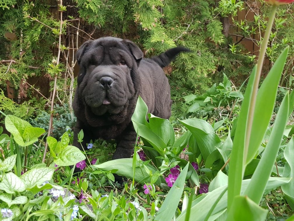 Shar pei czarna suczka