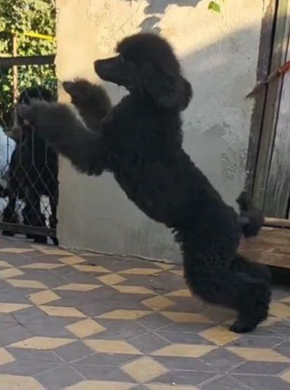 Щенок большого пуделя