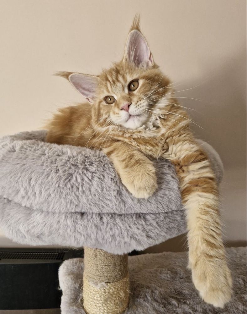 Fêmea Maine Coon - Red Tabby (com LOP)