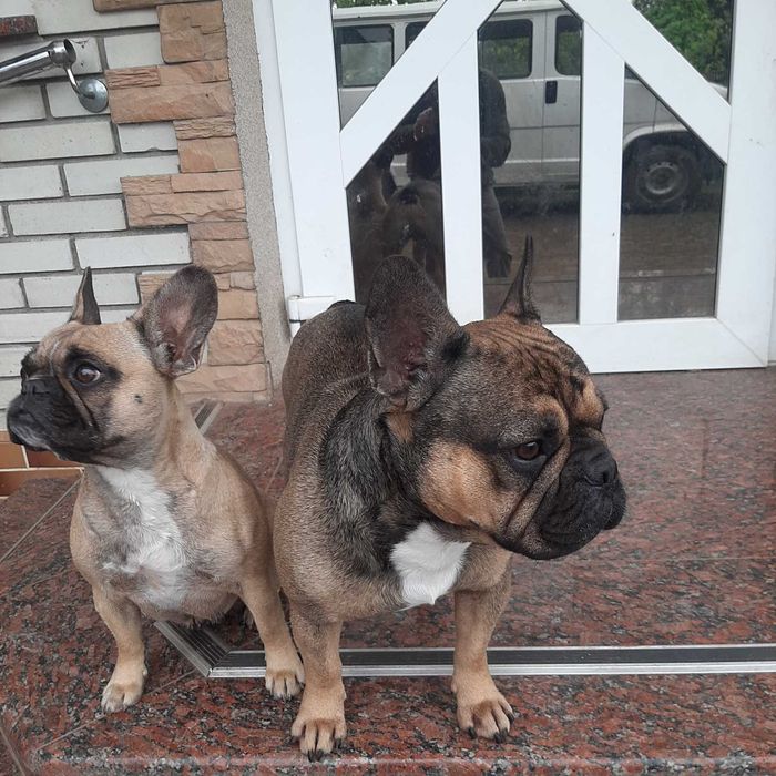 Французький бульдог в'язка