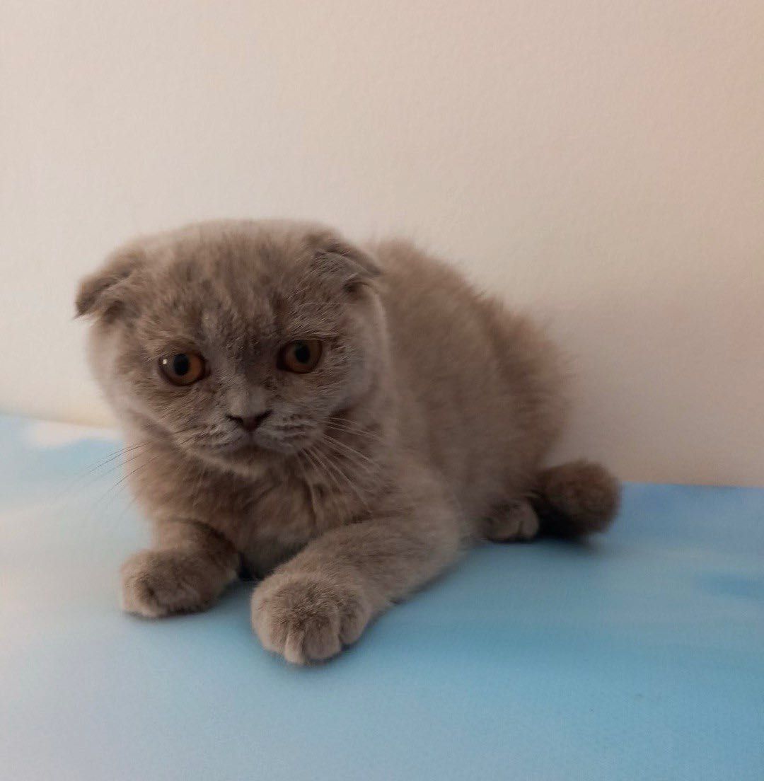 Scottish Fold macho