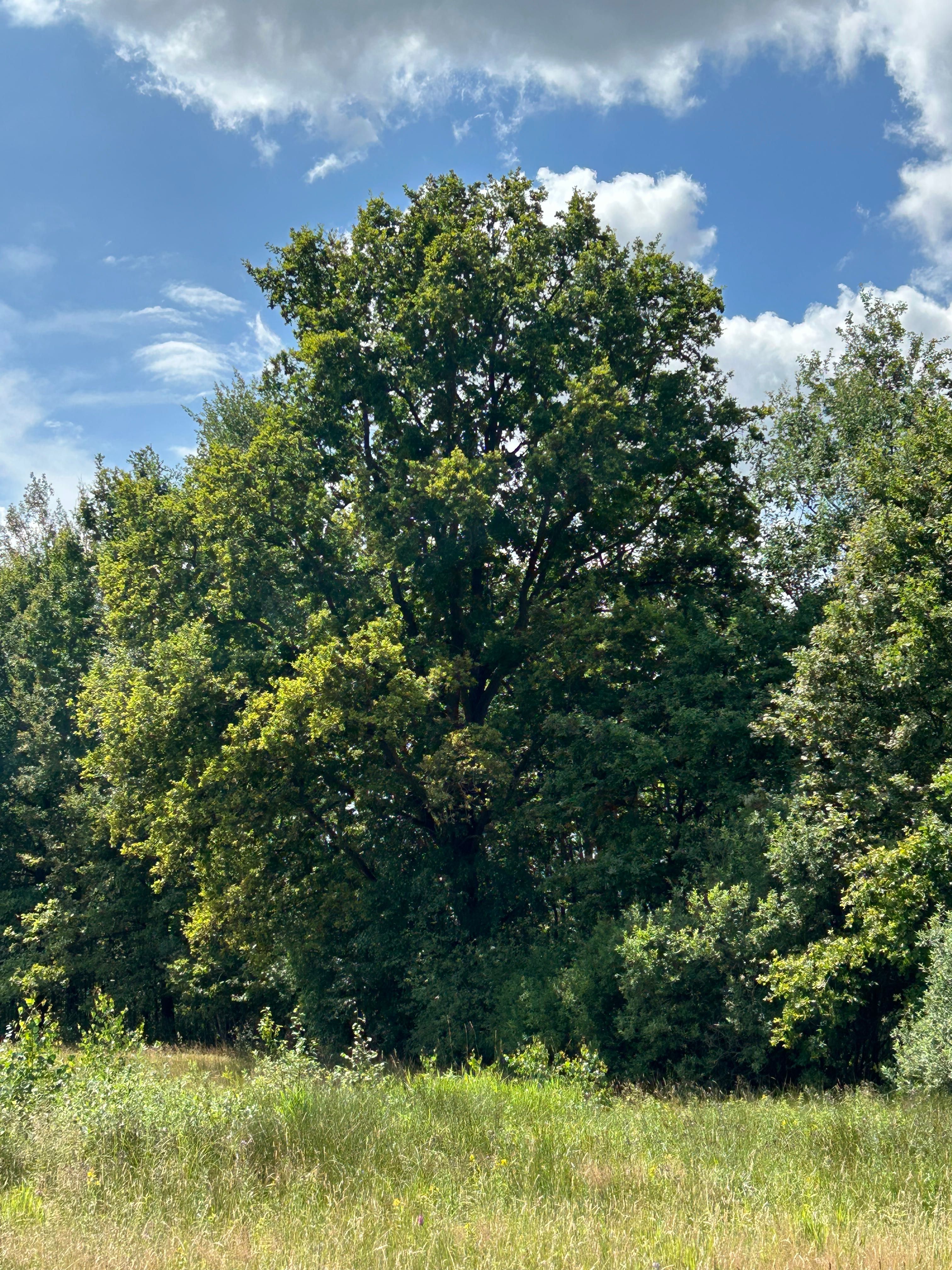 Działka budowlana/letniskowa Sokołowo Włościańskie