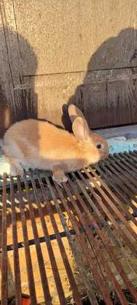 Olbrzym srokacz żółty młode królik królik