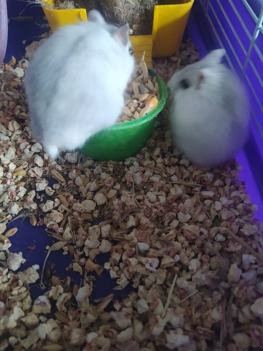 Джунгарский хомяк