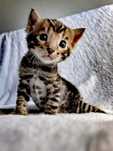 kotek bengalski Bengal