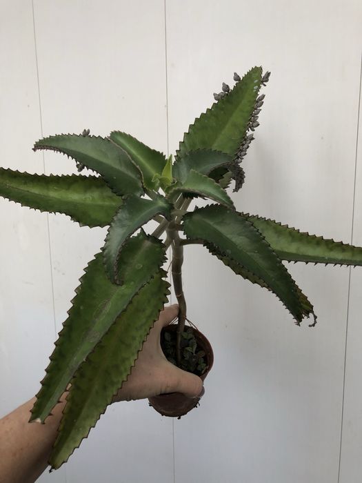 Каланхоэ лечебный