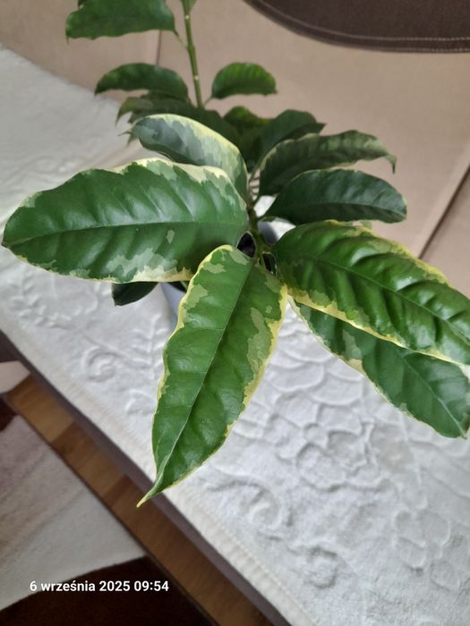 Hoja albomarginata kolekcjonerska