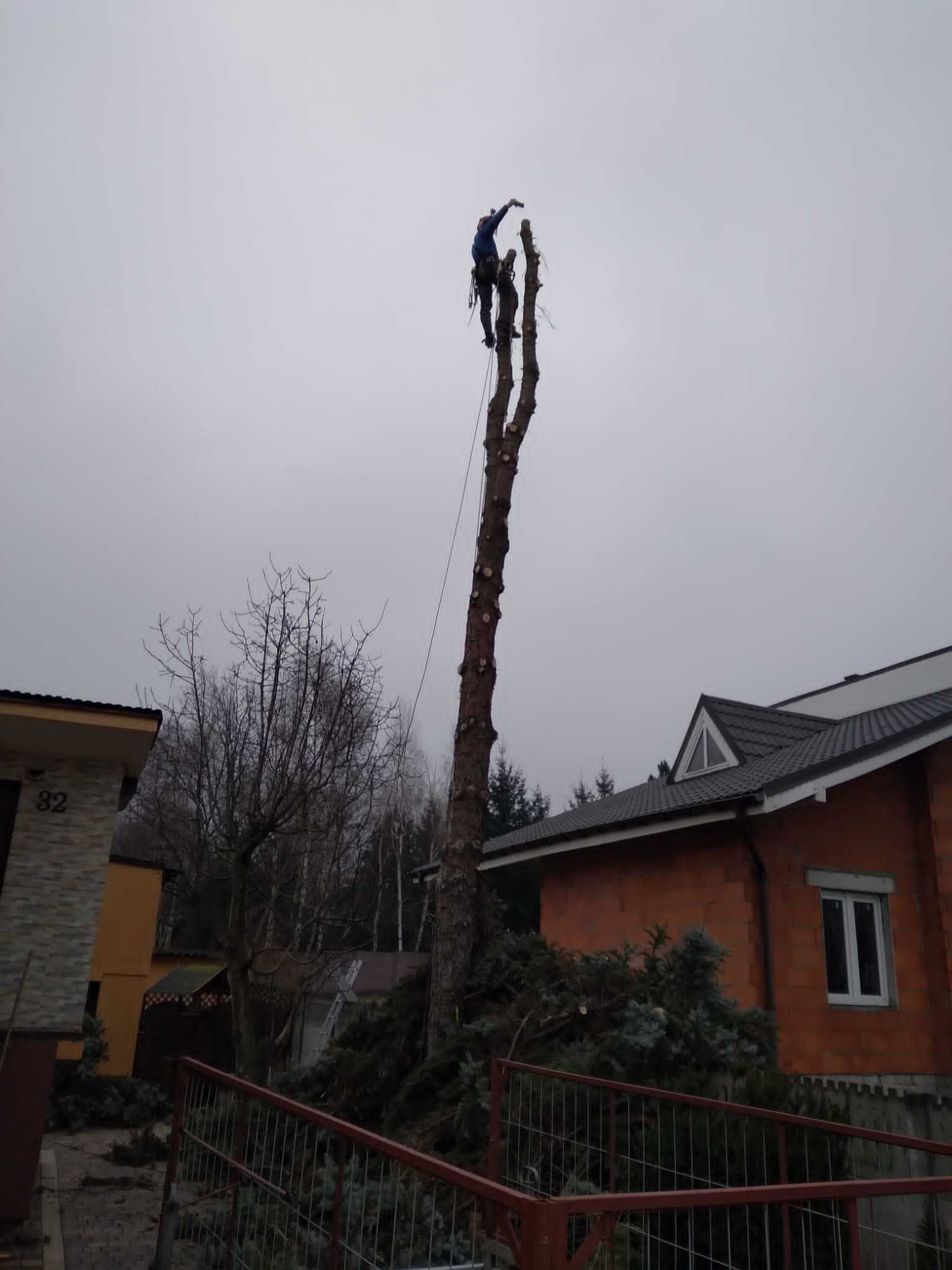 Wycinka drzew metodą alpinistyczną  Pielęgnacja drzew - HARBO