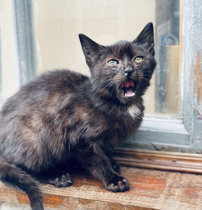 Чорне кошеня маленьке кошеня