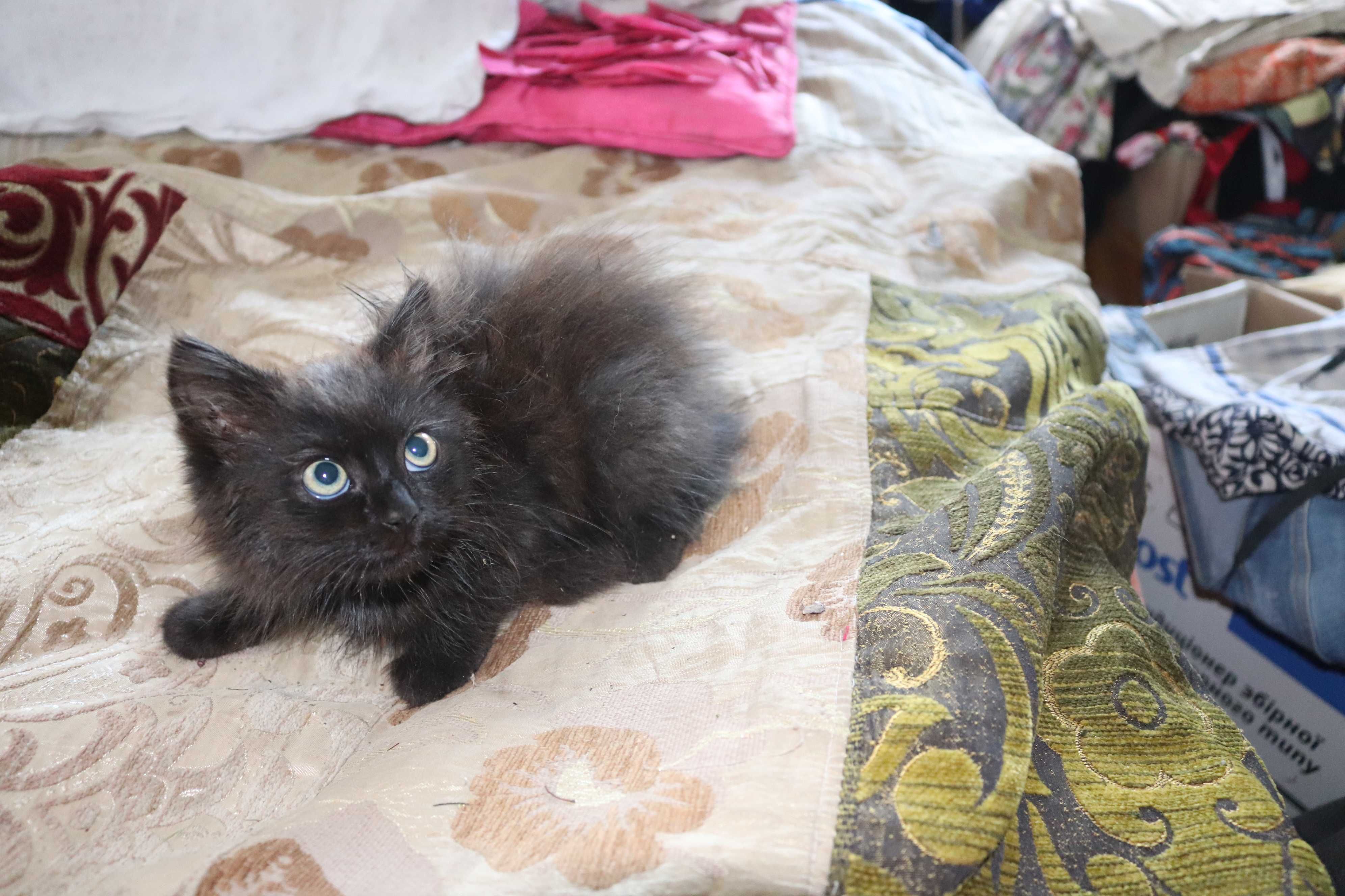 Бомбейский  кошенята 2 мicаця