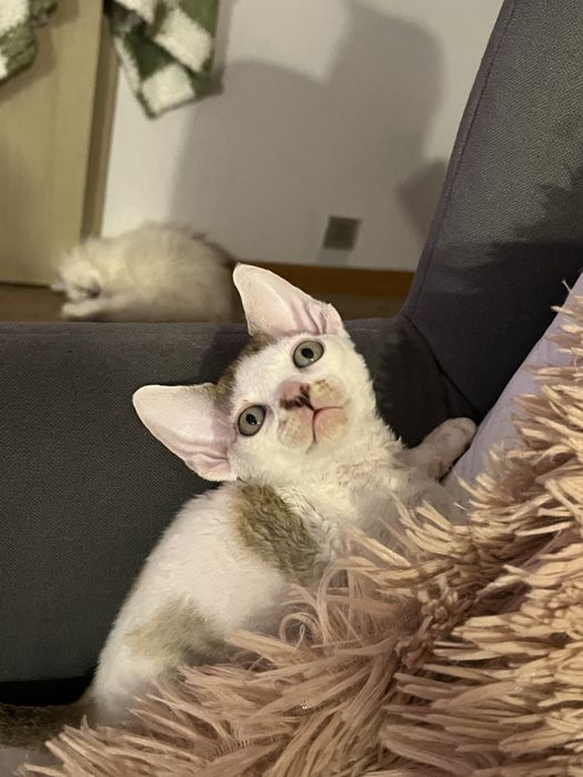 Kocurek Devon rex FPL