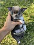CHIHUAHUA chłopiec niebieski blue :)