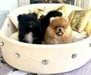 Szpic miniaturowy pomeranian sunia
