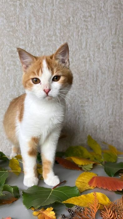 Отдам рыже-белого котенка, девочка, 3 месяца