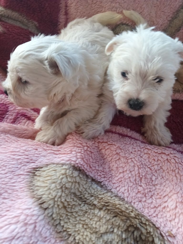 West highland white terrier