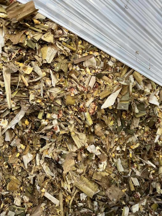 Kukurydza bele kiszonka