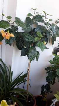 Гибискус на штамбе 1.5м, вечноцветущее растение для офиса