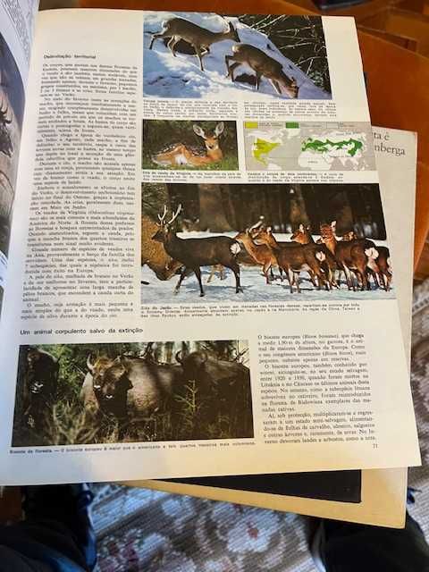 Animais da Terra