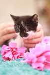 Wyjątkowa kotka o wyjątkowym imieniu poleca sie do adopcji