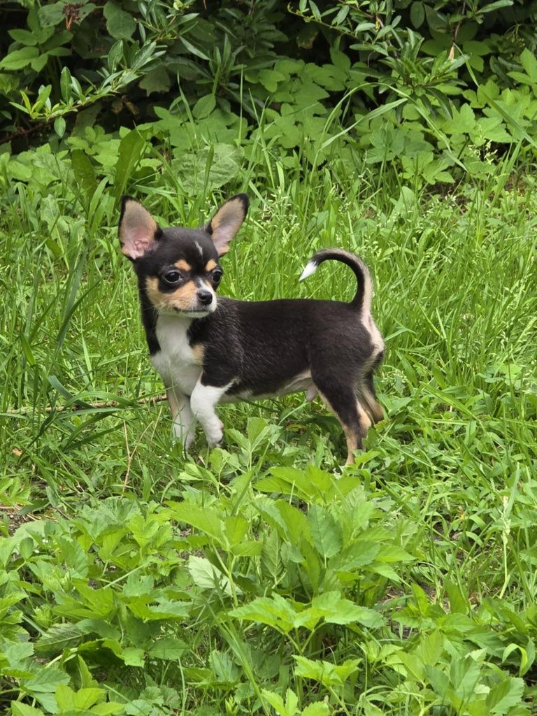 Chihuahua mini piesek