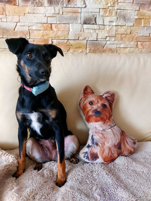 Super pies do adopcji - Tami!