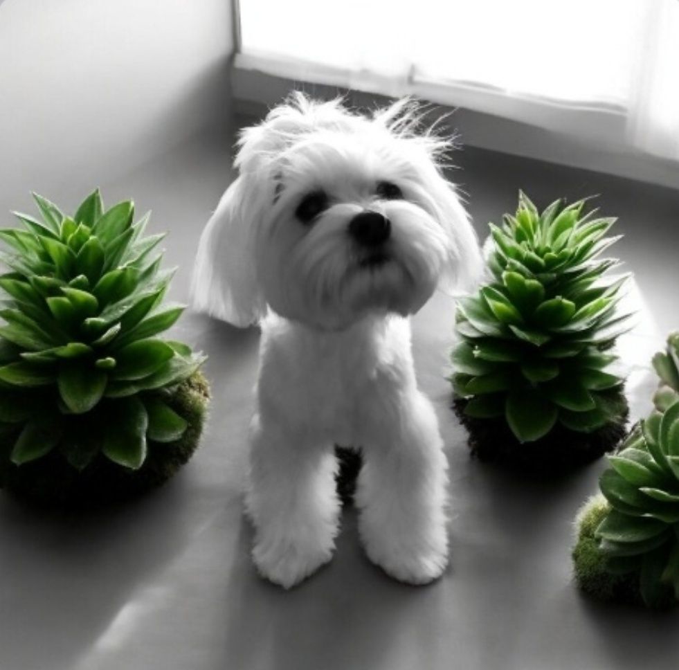 Suczka maltipoo xxs mini