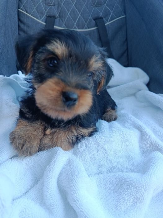 Cachorrinho Yorkshire super fofo