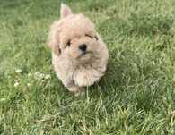 Bichpoo , pudel toy chiny , bichon frise jak maltipoo