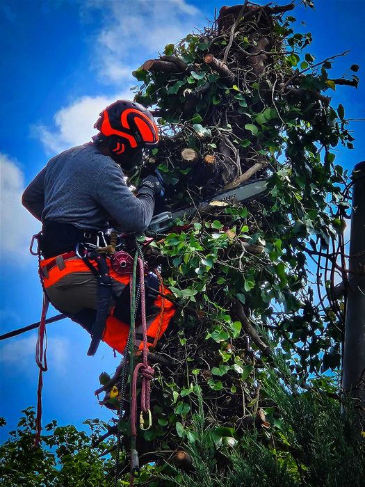 Wycinka i pielęgnacja drzew, montaż wiązań, inspektor, ornitolog