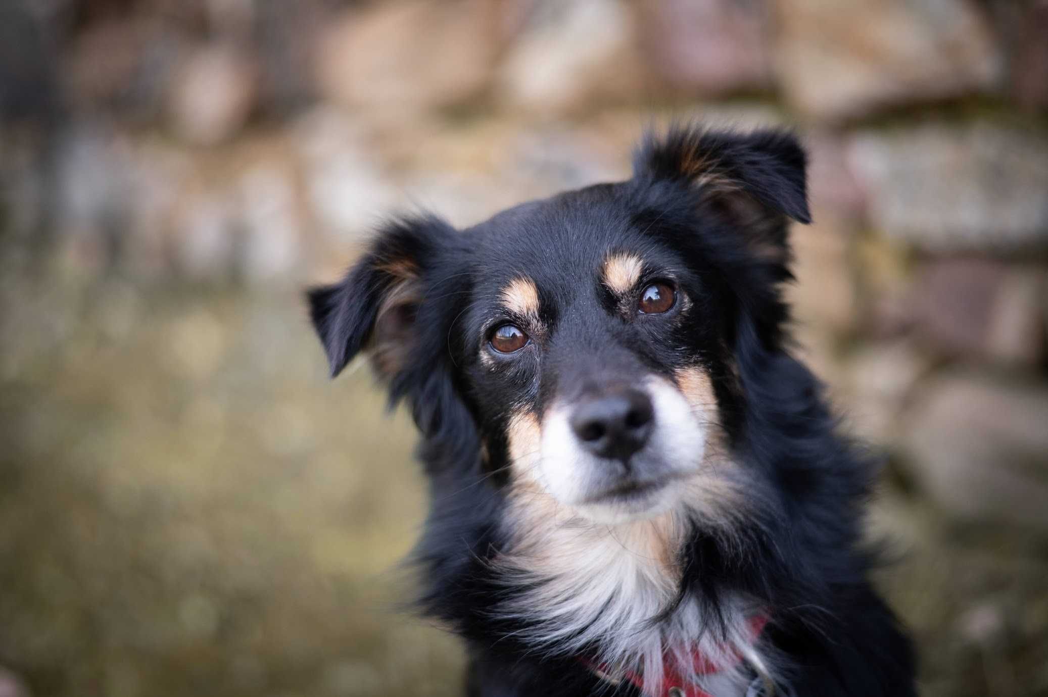 Wspaniały GAPCIO poleca się do adopcji!