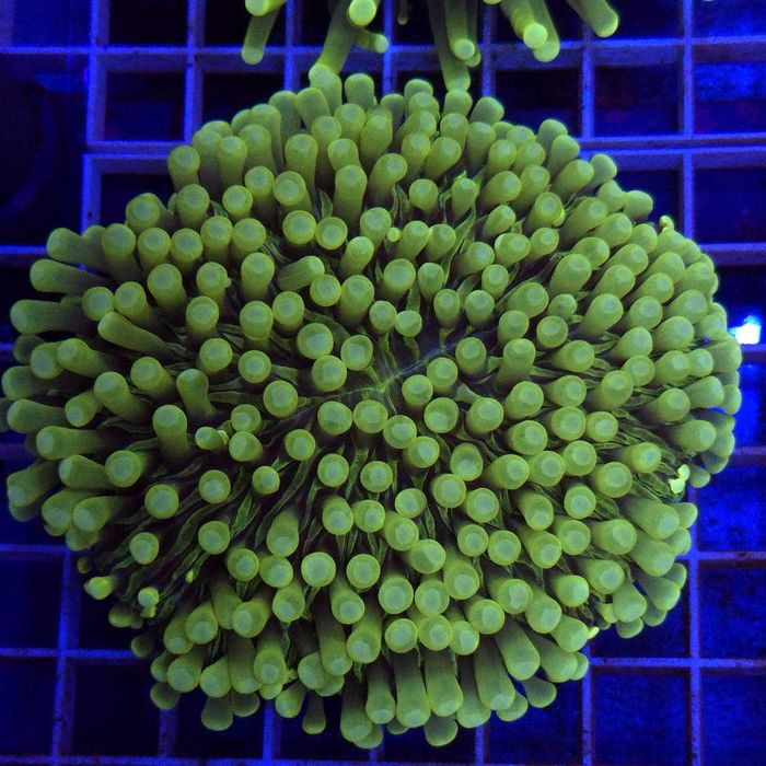 Heliofungia actiniformis XL WYSIWYG #1