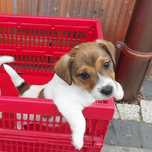 Jack russell terrier z rodowodem