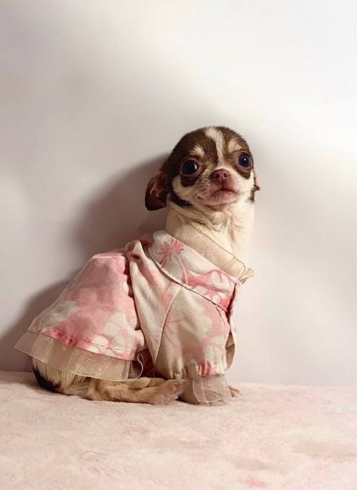 Розкішна красуня міні чихуахуа бебі фейс