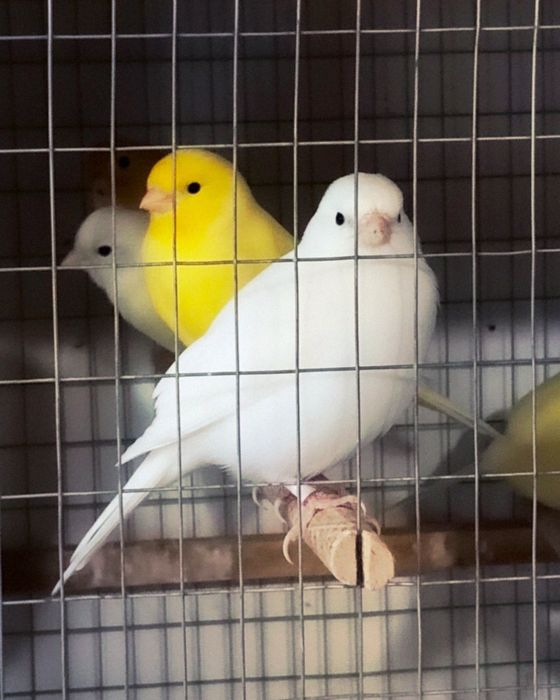 Клітки для канарок