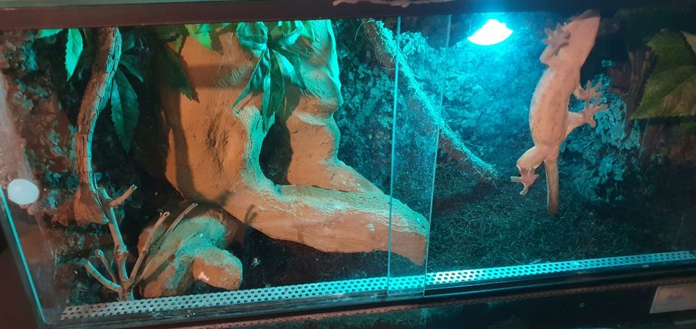 Gekon orzesiony z terrarium, wystrojem i suplementami
