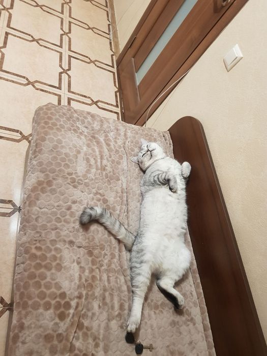 Кіт шиншилла в'язка