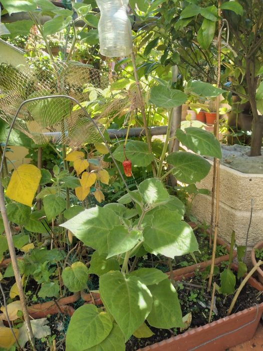 plantas phisalis, tomate capucho