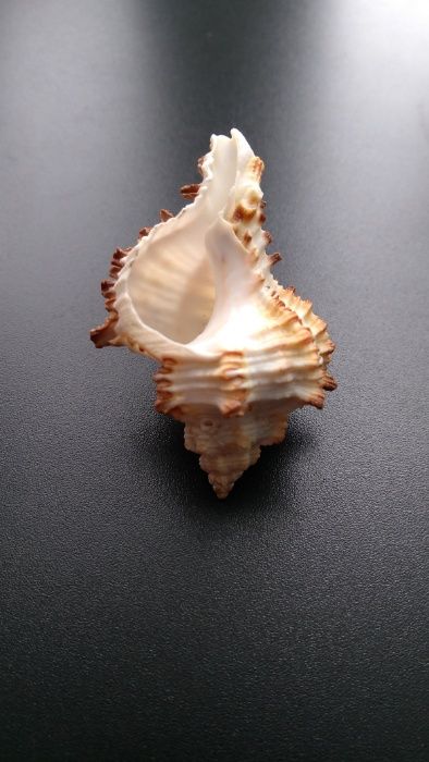 Ракушка (мурексы)