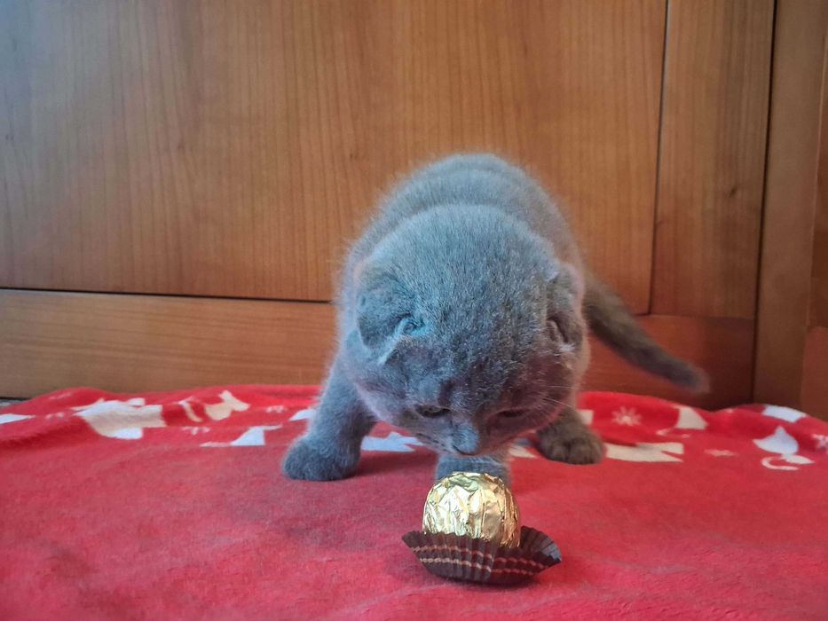 Gatinho Scottish Fold Blue
