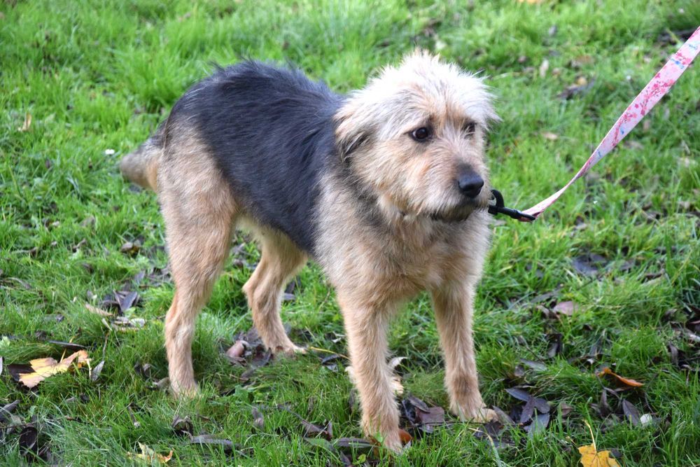 Cudna, przekochana, delikatna, porzucona, młoda sunia szuka domu