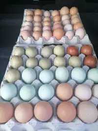 Яйця для інкубації. Зібрані різні великі породи
