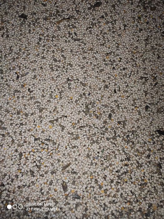 Łubin słodki poplon pasza