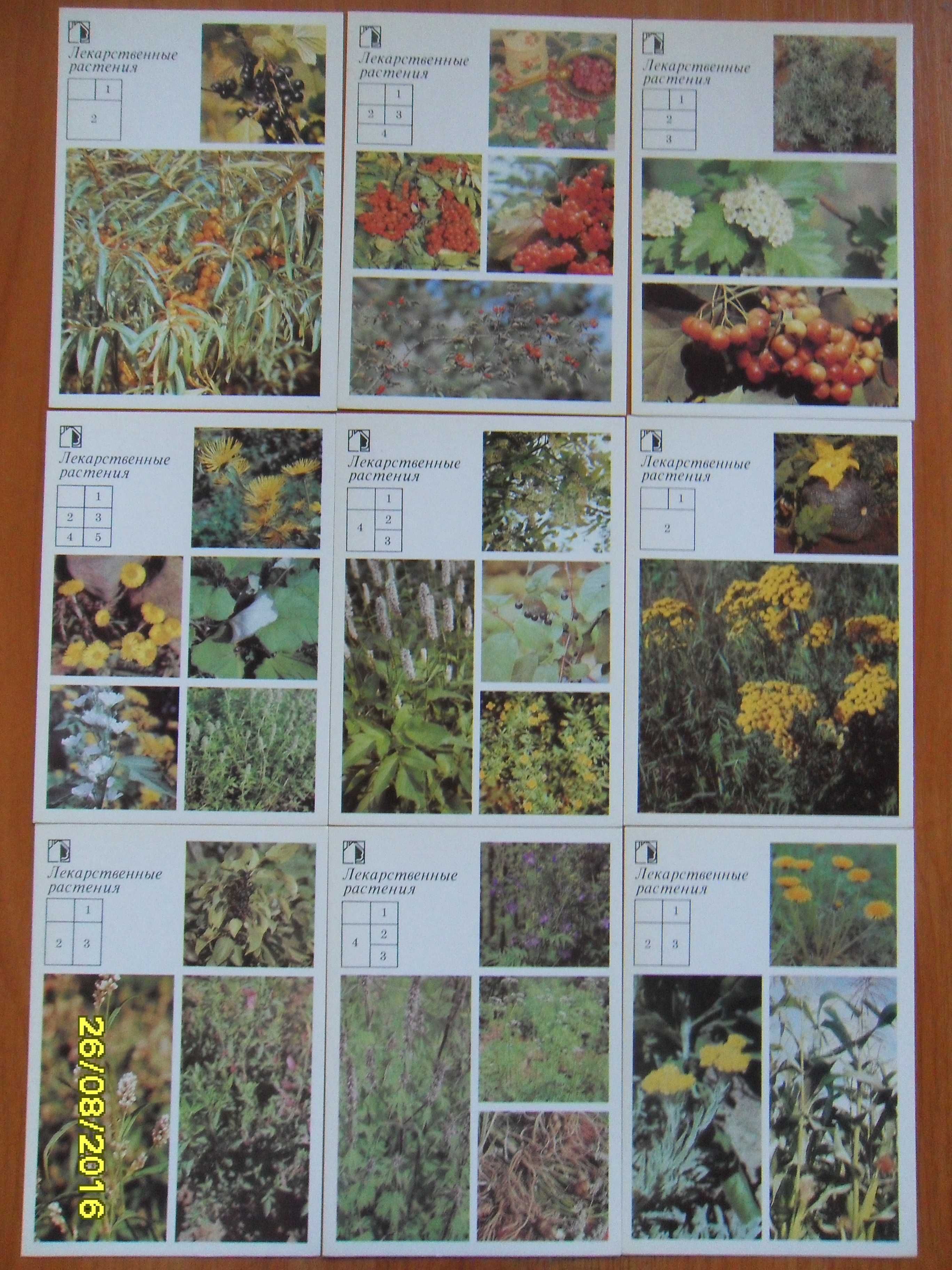Лекарственные растения . набор открыток