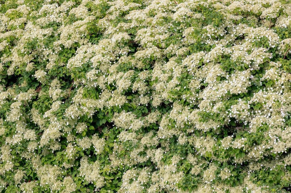 Hortensja pnąca 'Mirranda' (Hydrangea) Pnącze do cienia Poj. 2L
