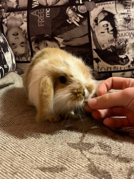 Карликові баранчики