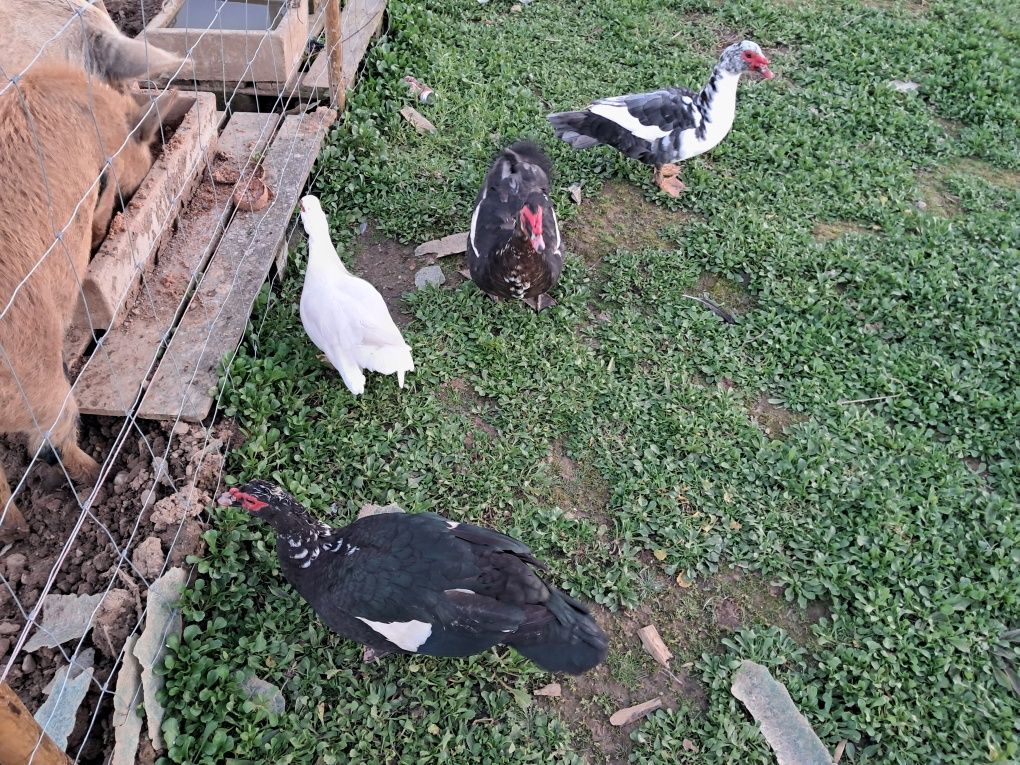 Patos mudos criados ao ar livre