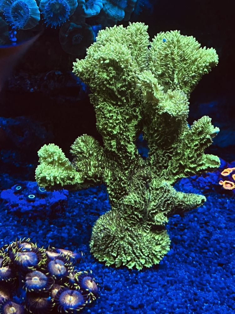 Koralowiec akwarium morskie Hydnophora Neon Green