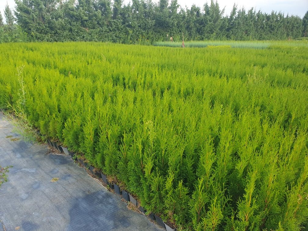 Tuja, thuja Szmaragd smaragd p9 40-60cm Brabant Blue Arrow